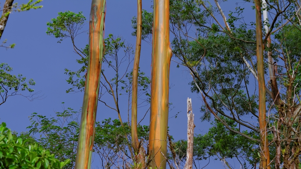 03 - Volcan Arenal (33).jpg